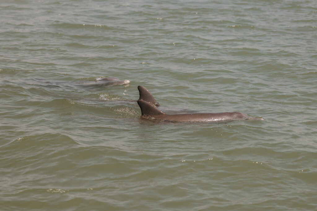 dolphins swimming